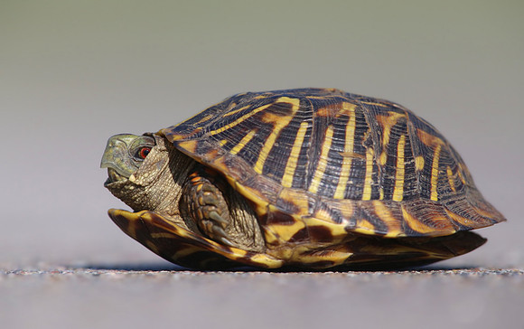 Western (Ornate) Box Turtle - Wyoming