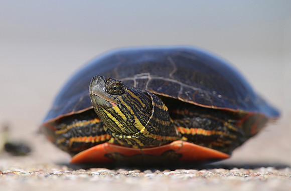 Painted Turtle (Western) - Wyoming