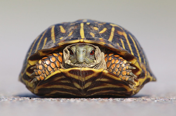 Western (Ornate) Box Turtle - Wyoming