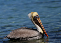 Brown Pelican - Cozumel, Mexico