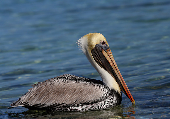 Brown Pelican - Cozumel, Mexico
