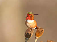 Allen's Hummingbird - Camarillo, CA