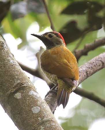 Golden-olive Woodpecker - Mindo, Ecuador