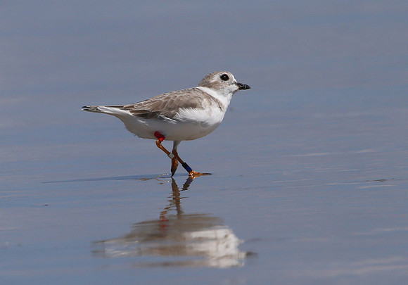 Piping Plover - Galveston, Texas