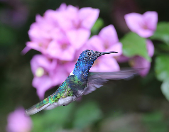 White-necked Jacobin - Reserva Alambi, Ecuador