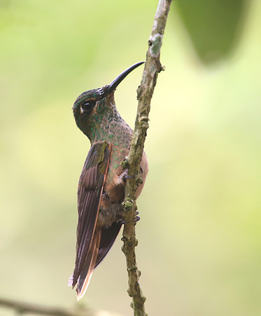 Fawn-breasted Brilliant - Reserva Alambi, Ecuador