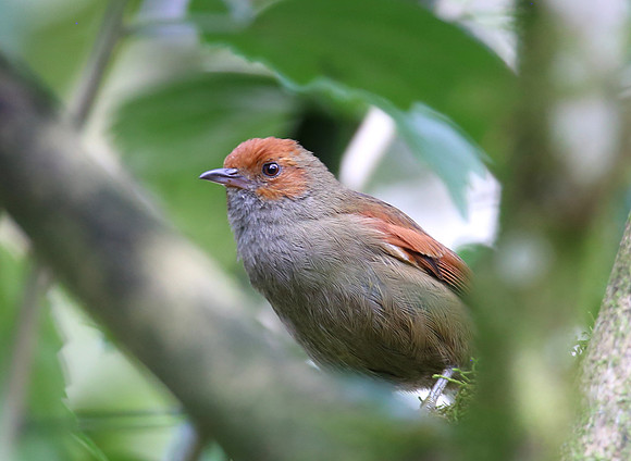 Red-faced Spinetail - Reserva Alambi, Ecuador