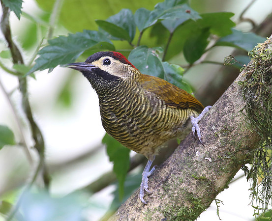 Golden-olive Woodpecker - Reserva Alambi, Ecuador