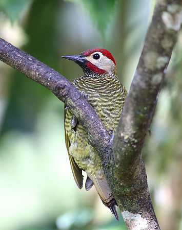 Golden-olive Woodpecker - Reserva Alambi, Ecuador