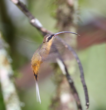Tawny-bellied Hermit - Reserva Alambi, Ecuador