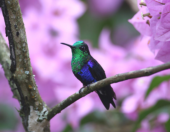 Violet-bellied Hummingbird - Reserva Alambi, Ecuador