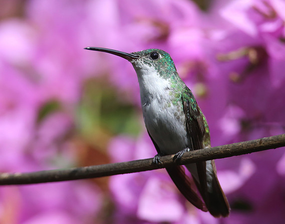 Green-crowned Brilliant - Reserva Alambi, Ecuador