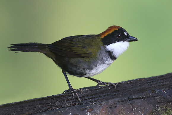 Chestnut-capped Brush-Finch - Reserva Amagusa, Ecuador