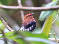 Club-winged Manakin - Reserva Amagusa