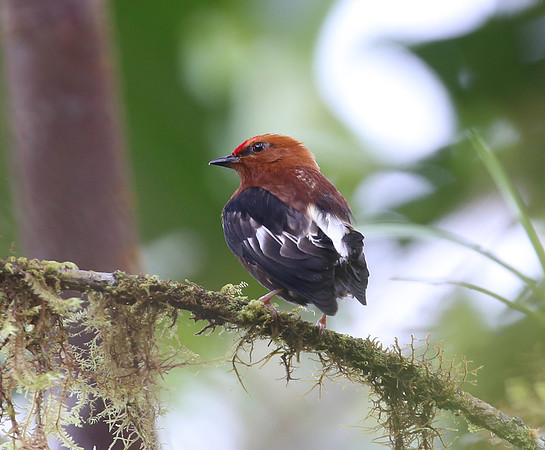 Club-winged Manakin - Reserva Amagusa