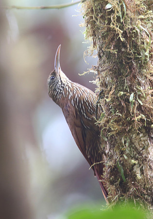 Montane Woodcreeper - Reserva Amagusa