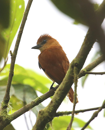 One-colored Becard - Reserva Amagusa