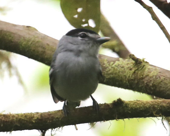 Black-winged Becard - Reserva Amagusa