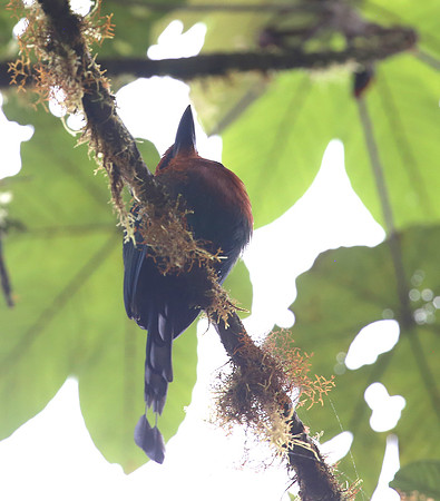 Broad-billed Motmot - Reserva Amagusa, Ecuador
