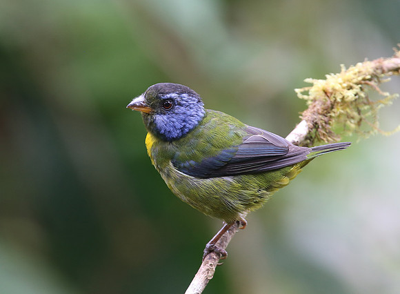 Moss-backed Tanager - Reserva Amagusa, Ecuador