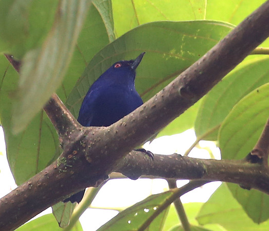 Indigo Flowerpiercer - Reserva Amagusa, Ecuador