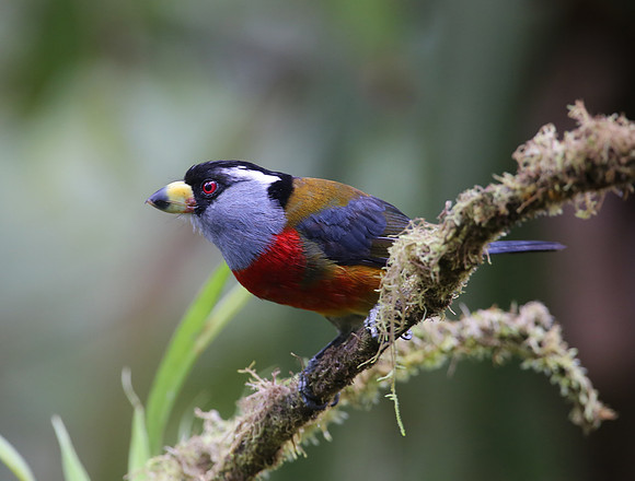Toucan Barbet - Reserva Amagusa, Ecuador