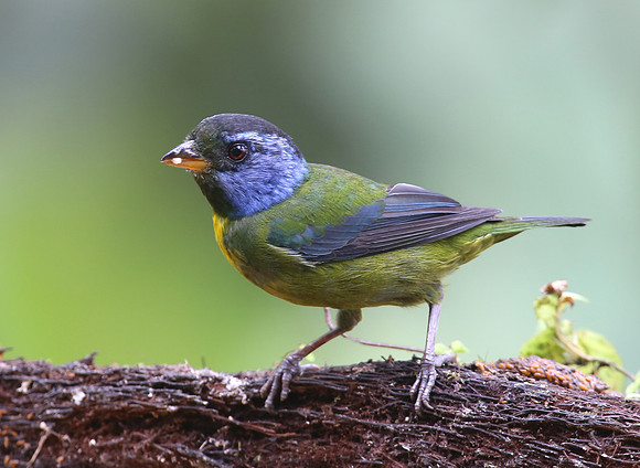 Moss-backed Tanager - Reserva Amagusa, Ecuador