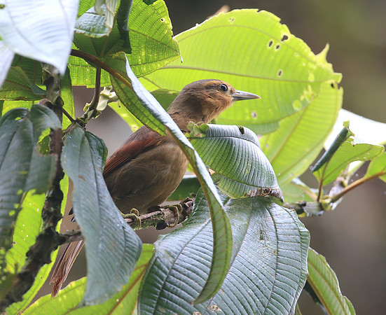 Buff-throated Foliage Gleaner - Reserva Amagusa, Ecuador