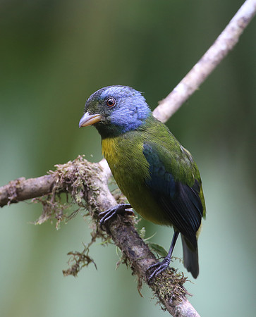 Moss-backed Tanager - Reserva Amagusa, Ecuador