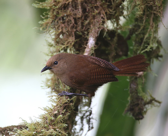 Sepia-brown Wren - Reserva Amagusa, Ecuador