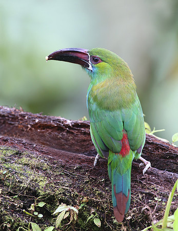 Crimson-rumped Toucanet - Reserva Amagusa, Ecuador
