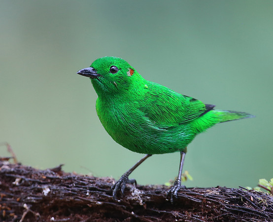 Glistening-green Tanager - Reserva Amagusa, Ecuador