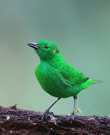 Glistening-green Tanager - Reserva Amagusa, Ecuador