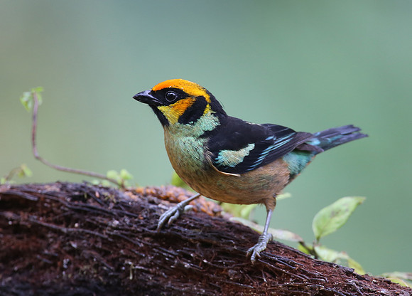 Flame-faced Tanager - Reserva Amagusa, Ecuador