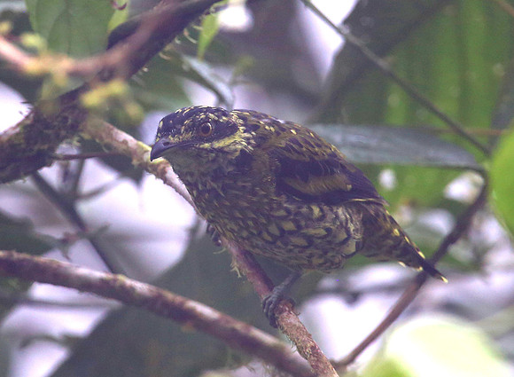 Scaled Fruiteater - Reserva Amagusa, Ecuador