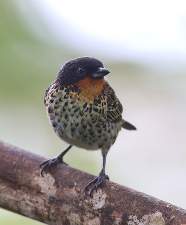 Rufous-throated Tanager - Reserva Amagusa, Ecuador