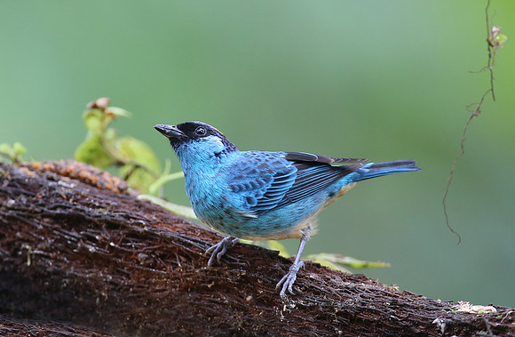 Golden-naped Tanager - Reserva Amagusa, Ecuador