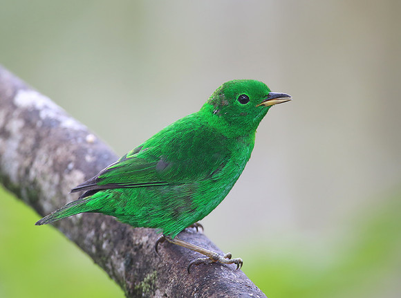 Glistening-green Tanager - Reserva Amagusa, Ecuador
