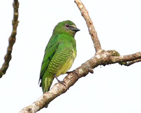 Swallow Tanager - Reserva Amagusa, Ecuador