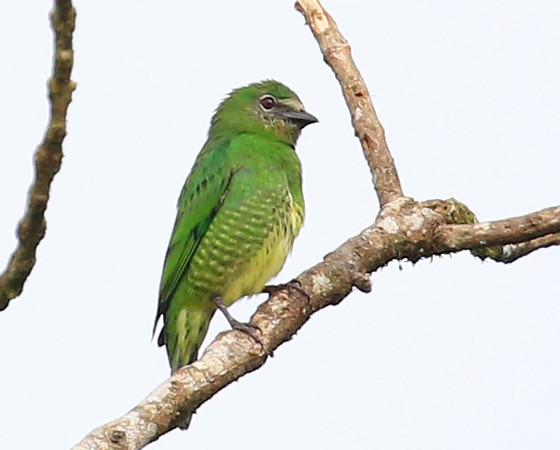 Swallow Tanager - Reserva Amagusa, Ecuador