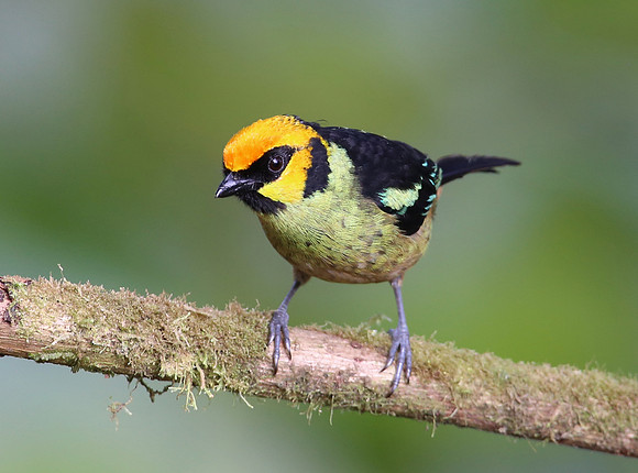 Flame-faced Tanager - Reserva Amagusa, Ecuador