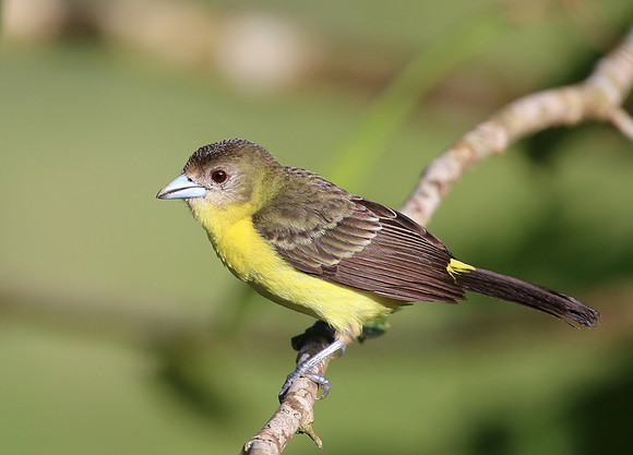 Lemon-rumped Tanager - Reserva Amagusa, Ecuador
