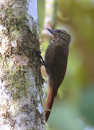 Wedge-billed Woodcreeper - Reserva Amagusa, Ecuador