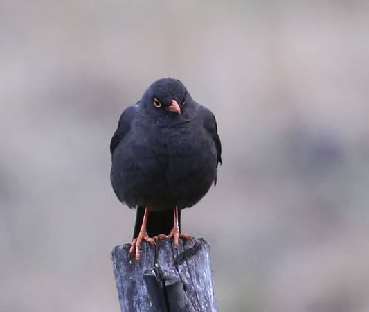 Glossy-black Thrush - Antisana Ecological Reserve