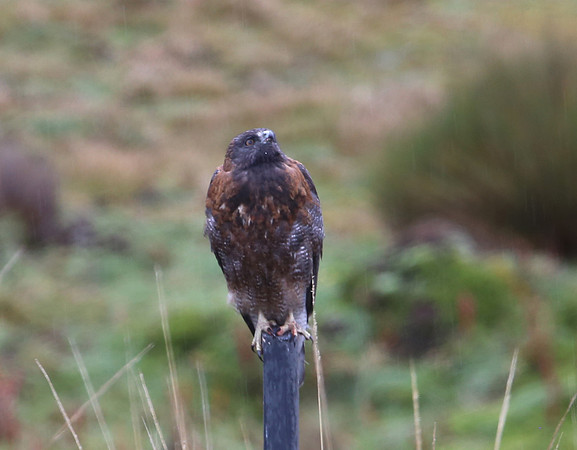 Variable Hawk - Antisana Ecological Reserve, Ecuador