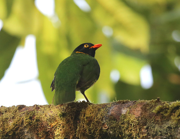 Orange-breasted Fruiteater - Reserva Amagusa, Ecuador