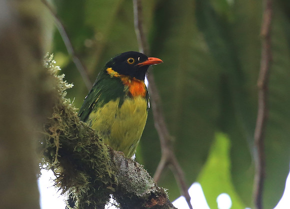 Orange-breasted Fruiteater - Reserva Amagusa, Ecuador