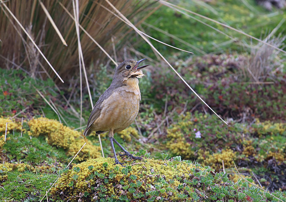 Tawny Antpitta - Antisana Ecological Reserve, Ecuador