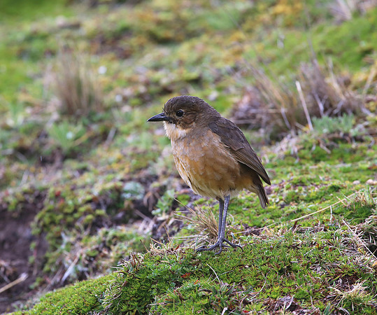 Tawny Antpitta - Antisana Ecological Reserve, Ecuador