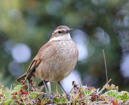 Bar-winged Cinclodes - Antisana Ecological Reserve, Ecuador